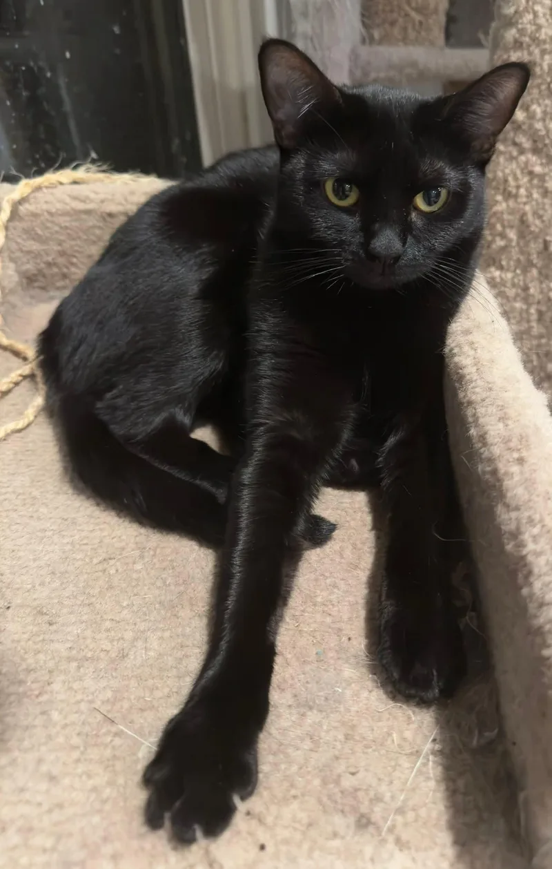 An adult medium-sized female Black Domestic Short Hair cat named Mama for adoption in Youngtown, AZ