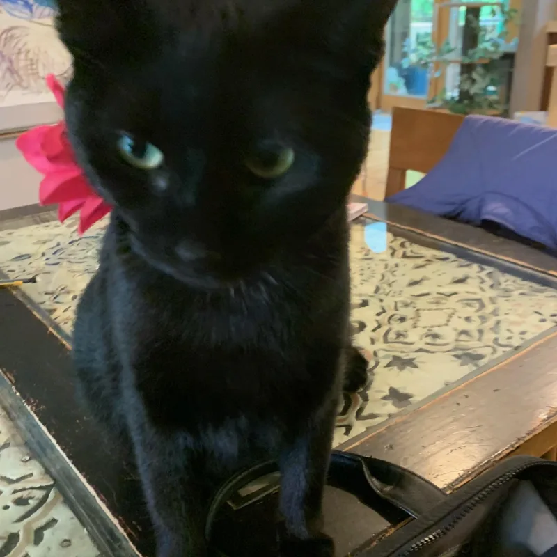 Mama Jinx thumbnail 3