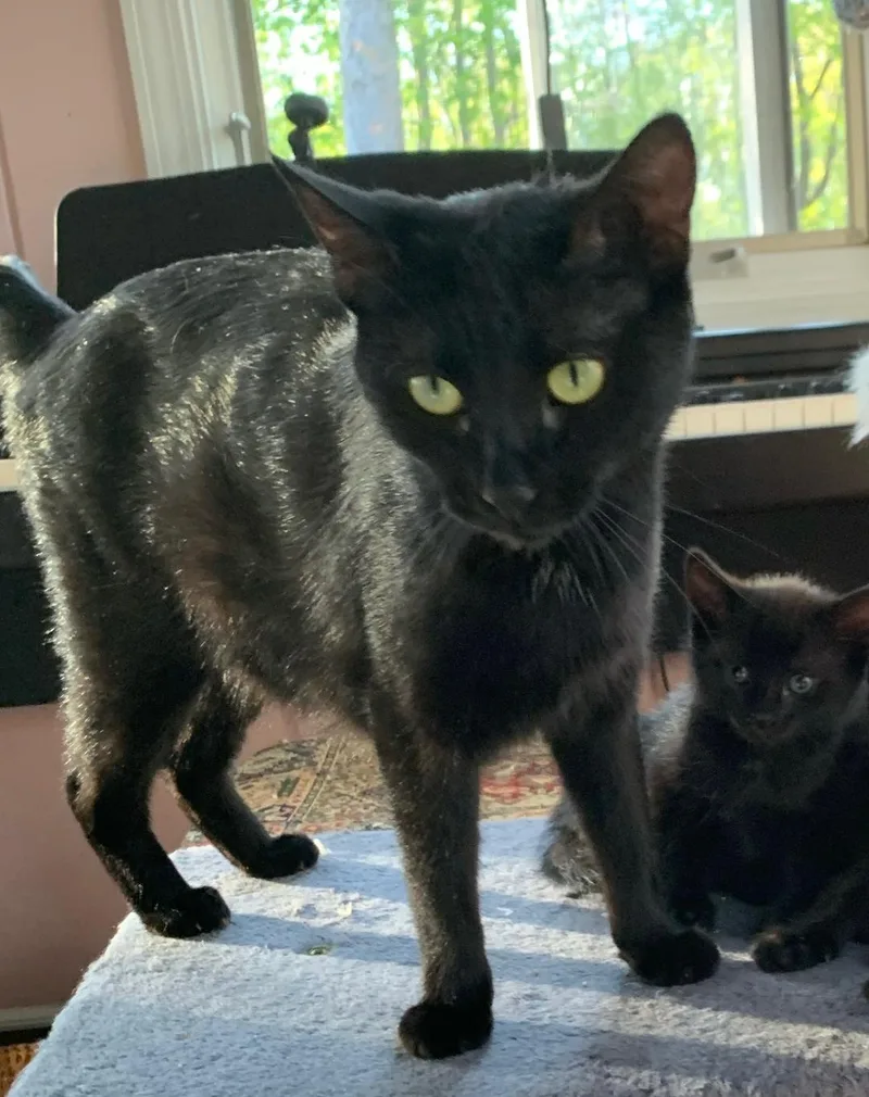 Mama Jinx thumbnail 4