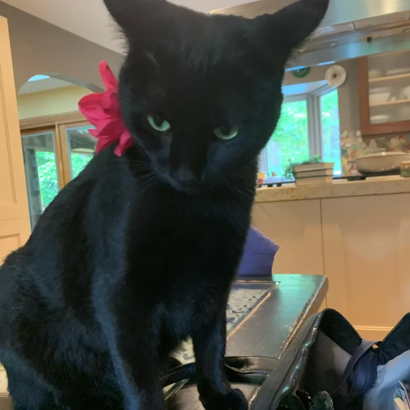 Mama Jinx thumbnail 5