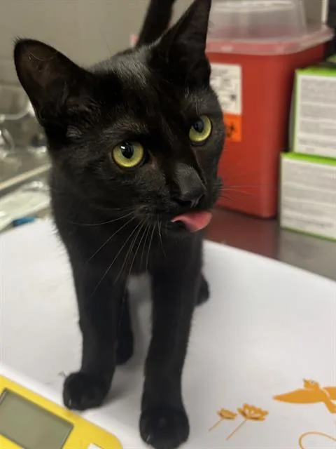 A young small-sized male Domestic Short Hair cat named Gangle for adoption in Indianapolis, IN