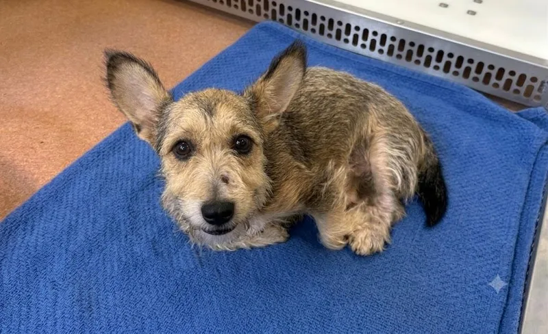 A young small-sized male Wirehaired Terrier dog named Diego for adoption in Dallas, TX
