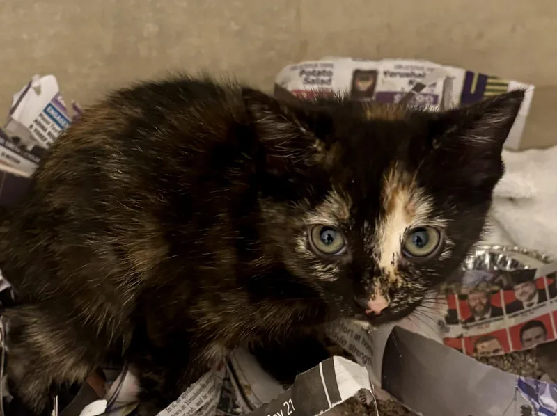 A young medium-sized female Tortoiseshell cat named Marina for adoption in Brick, NJ