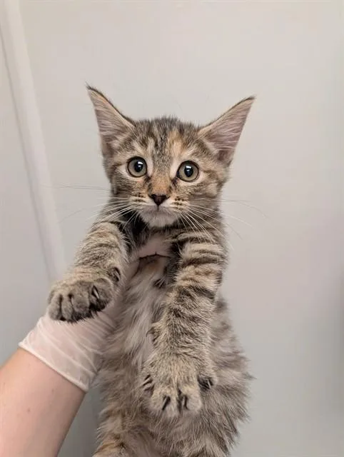 A baby small-sized female Domestic Short Hair cat named Banana for adoption in Ontario, CA