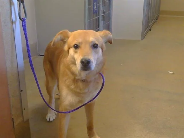 An adult medium-sized male German Shepherd Dog dog named Lio for adoption in Sacramento, CA