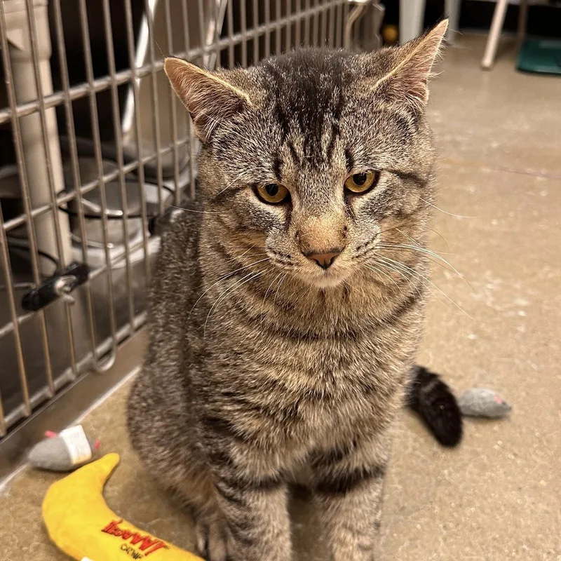 An adult large-sized male Tabby (Brown / Chocolate) Domestic Short Hair cat named Constantine for adoption in Maple Shade, NJ