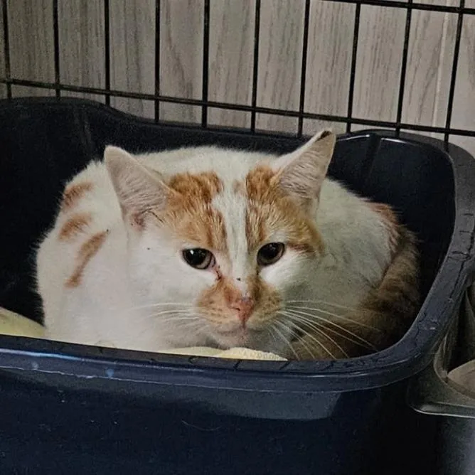 A young small-sized male Orange / Red Domestic Short Hair cat named Fabulaso for adoption in Hattiesburg, MS