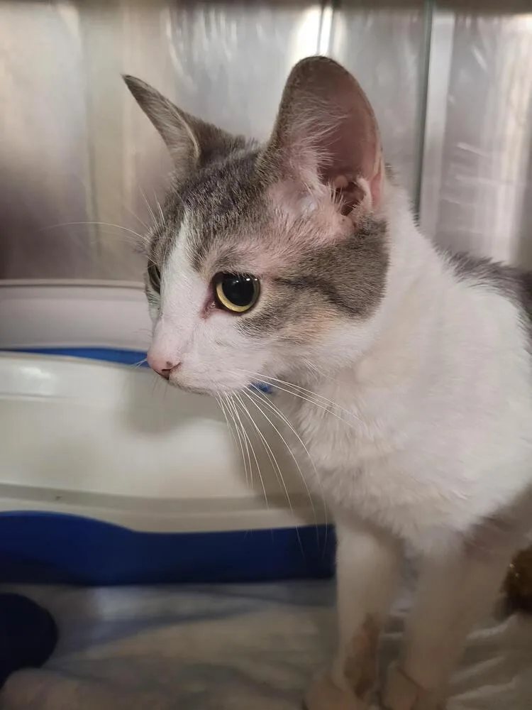 An adult small-sized female Gray & White Domestic Short Hair cat named Adley for adoption in Linton, IN