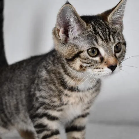 A baby small-sized female Gray / Blue / Silver American Shorthair cat named Willa for adoption in Johnson City, TN