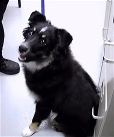 Lassie