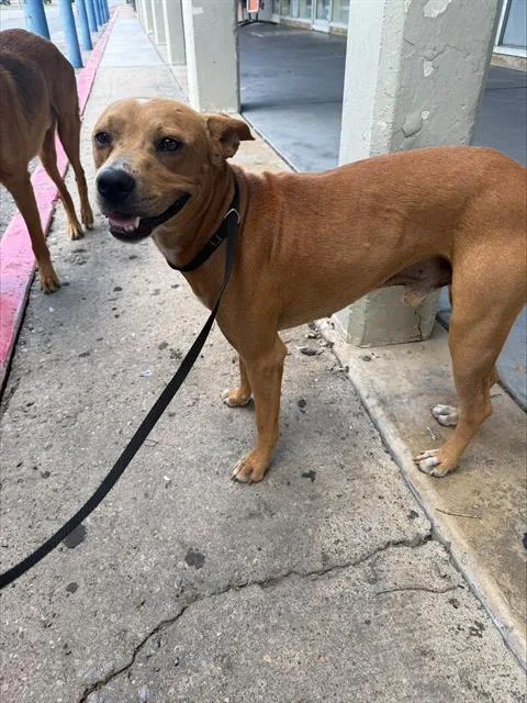 A young medium-sized male American Staffordshire Terrier dog named Ken for adoption in San Antonio, TX