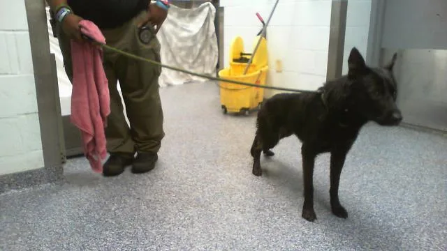 A young medium-sized male German Shepherd Dog dog named Rucker for adoption in Charlotte, NC