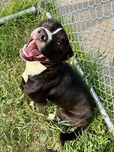A young small-sized female Pit Bull Terrier dog named Scarlet for adoption in Kalamazoo, MI