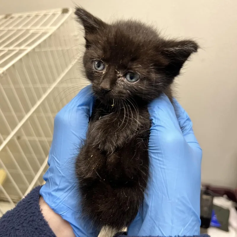 A baby small-sized female Black Domestic Short Hair cat named 71705 for adoption in Harrisonburg, VA