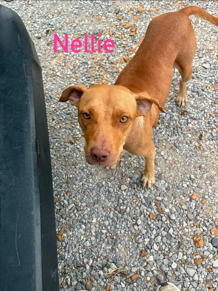 Nellie