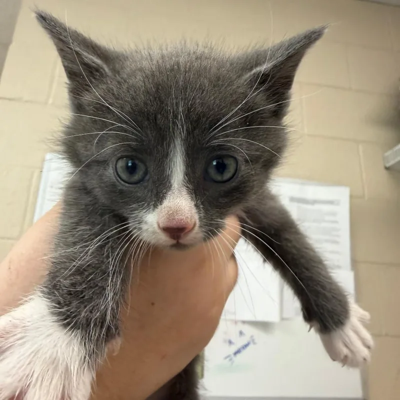 A baby small-sized male Gray / Blue / Silver Domestic Short Hair cat named Cody for adoption in Troy, VA