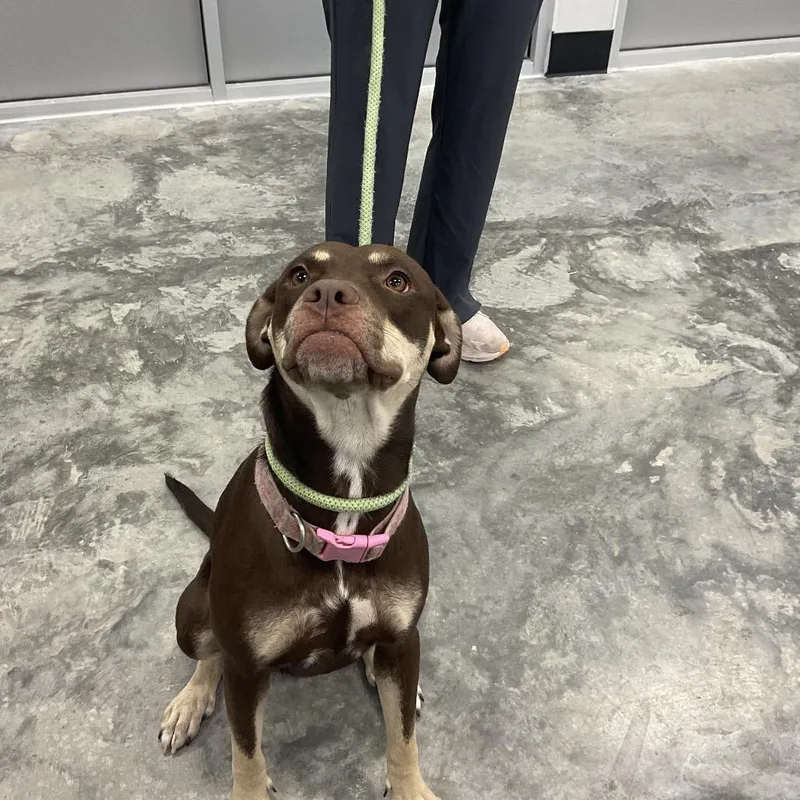 An adult medium-sized female Mixed Breed dog named Carly Pearce for adoption in St Joseph, MO