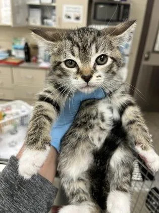 A baby small-sized male Domestic Short Hair cat named Grace for adoption in Westland, MI