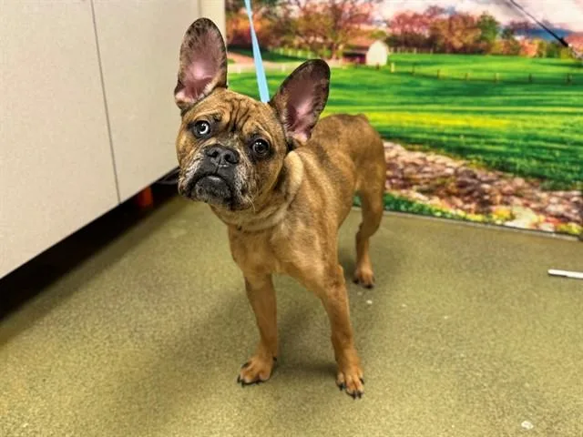An adult small-sized male French Bulldog dog named Claude for adoption in Moreno Valley, CA