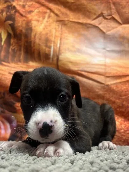 A baby small-sized female Shepherd dog named Goldeen for adoption in San Antonio, TX