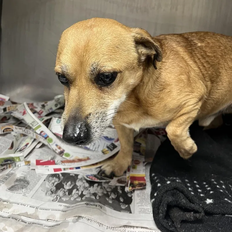 A senior small-sized male Yellow / Tan / Blond / Fawn Chihuahua dog named Amos for adoption in Enfield, NH