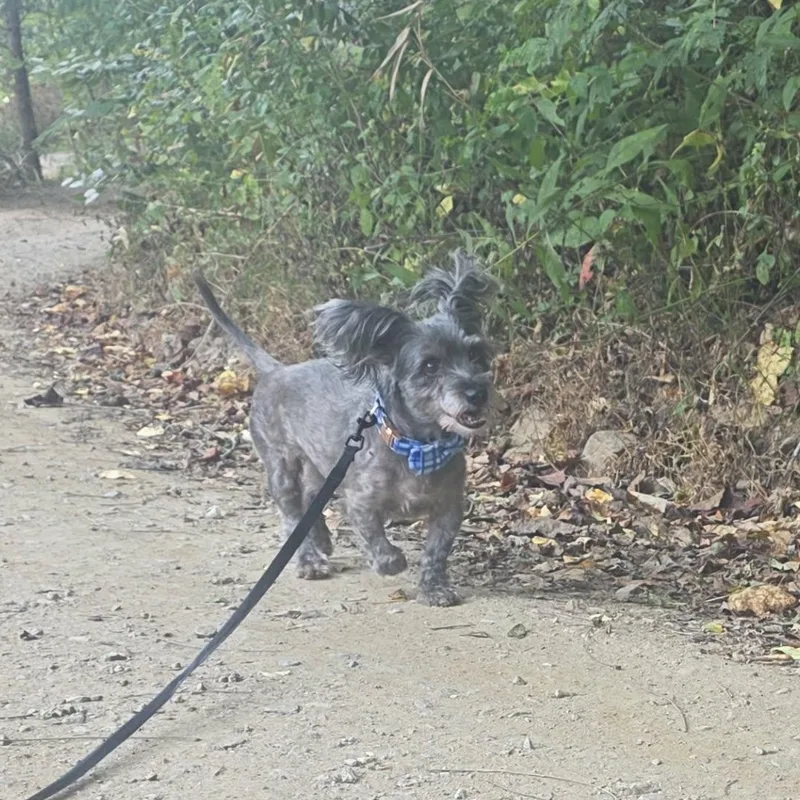 A senior small-sized male Gray / Blue / Silver Miniature Schnauzer dog named Chester for adoption in Hayesville, NC