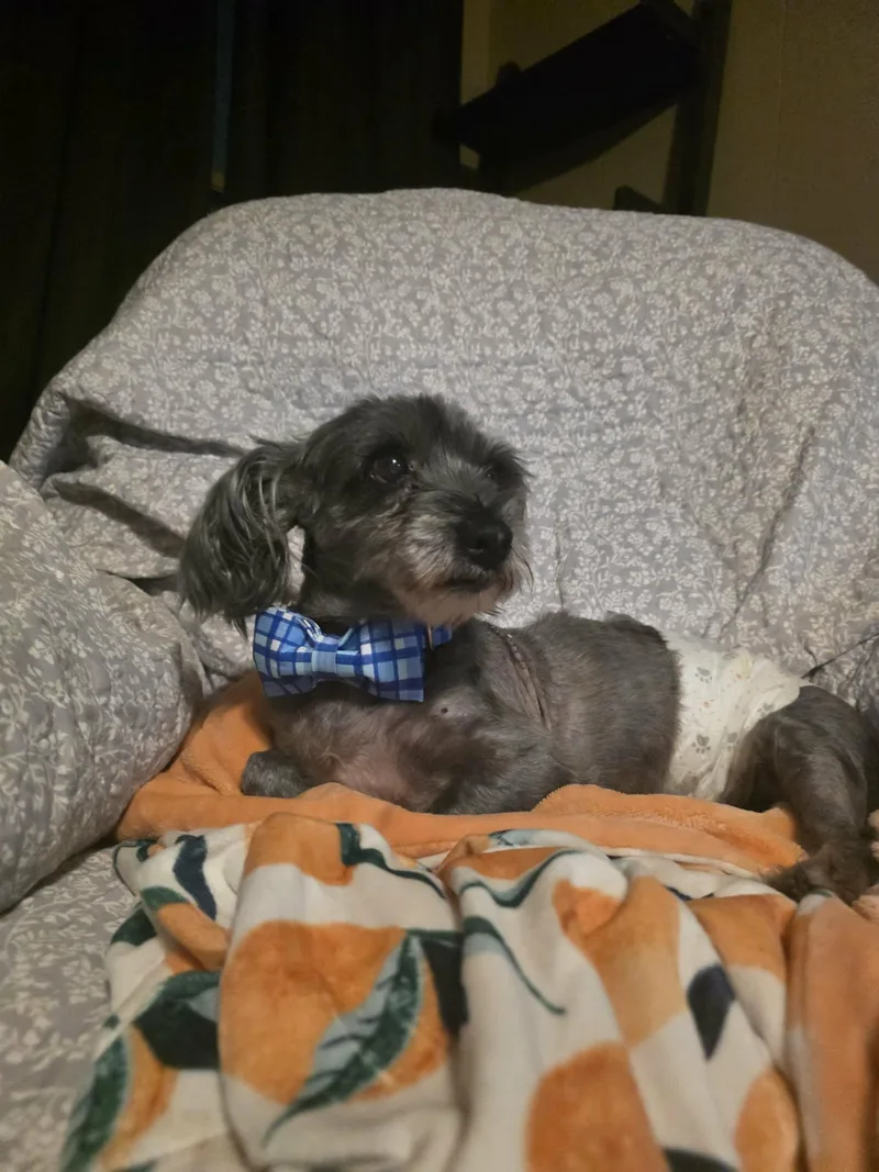 Chester thumbnail 3