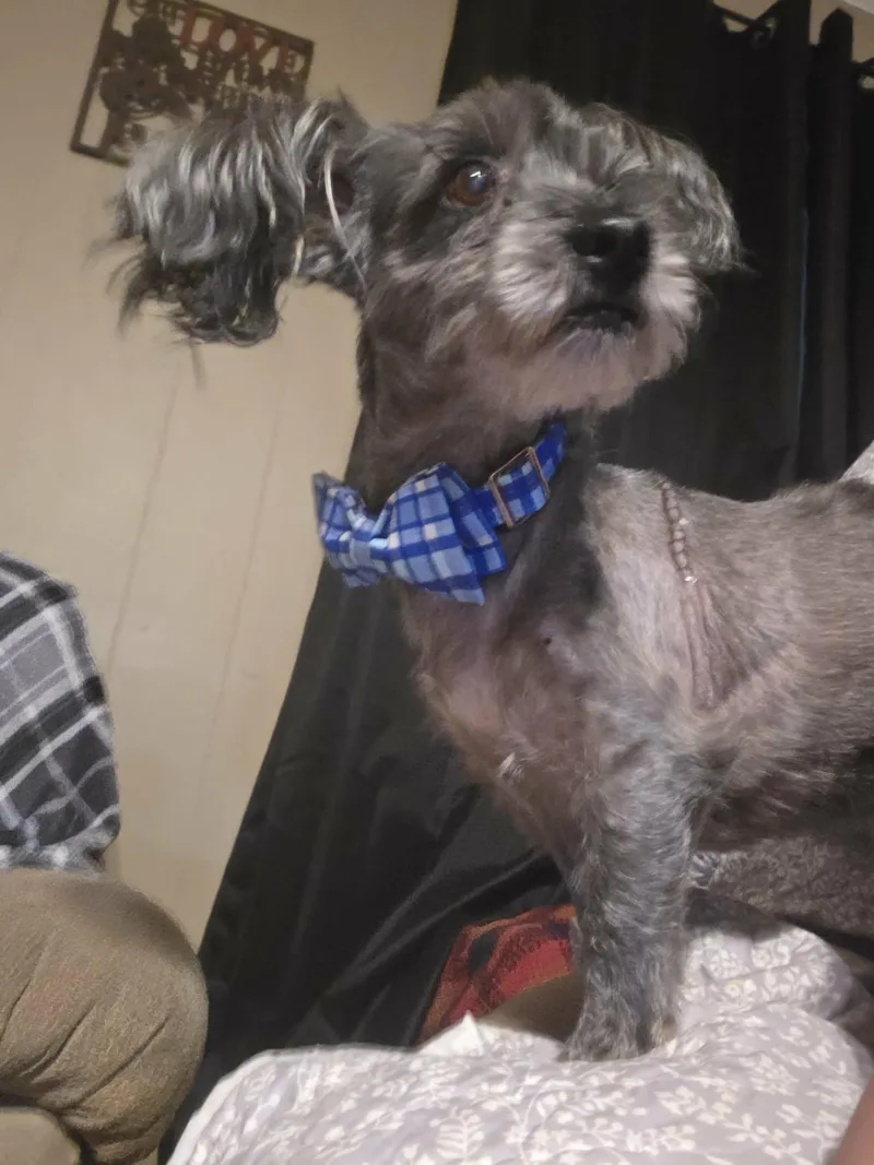 Chester thumbnail 5