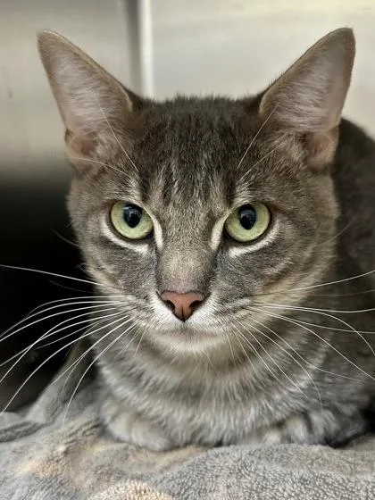 A young medium-sized male Gray / Blue / Silver Domestic Short Hair cat named Michael for adoption in Wichita, KS