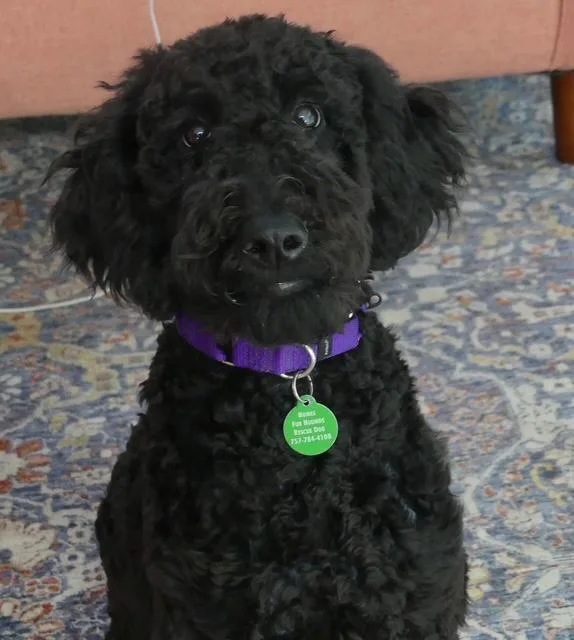A young medium-sized male Black Goldendoodle dog named Robby for adoption in Williamsburg, VA