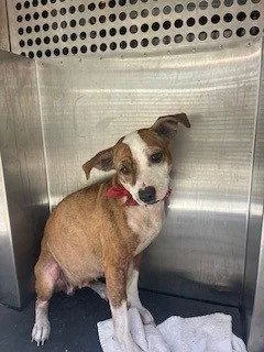 An adult medium-sized female Pit Bull Terrier dog named Dandelion for adoption in Woodland, CA