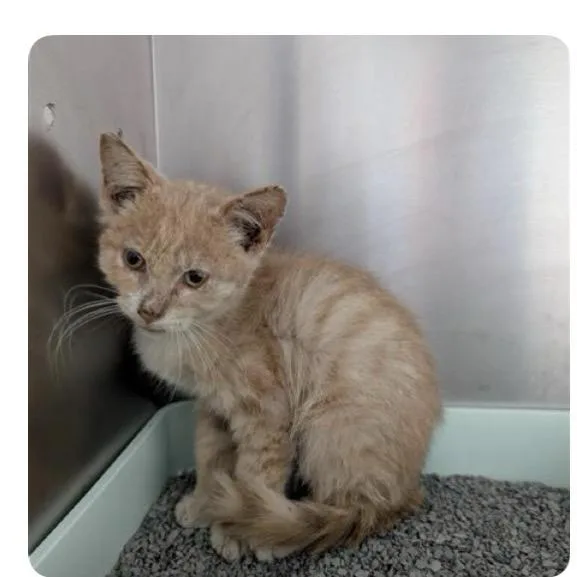 A baby small-sized male Orange / Red American Shorthair cat named Orchada for adoption in Spring Hill, KS