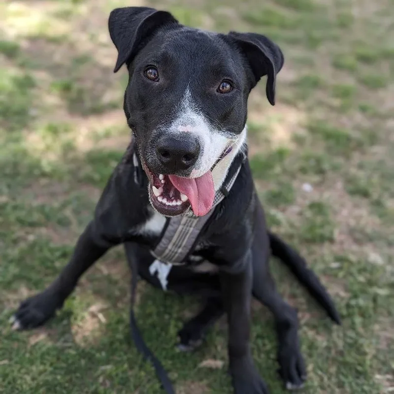 A young large-sized female Black Labrador Retriever dog named Penelope for adoption in Phoenix, AZ