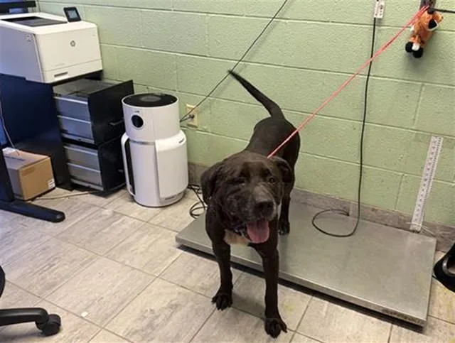 An adult large-sized male Mastiff dog named Stitch for adoption in Grand Prairie, TX