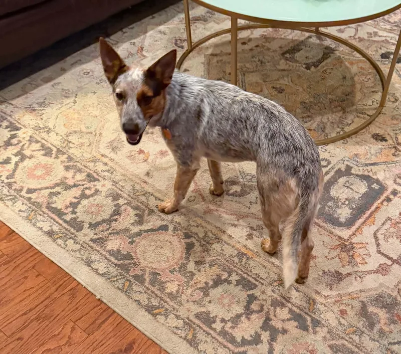 A young medium-sized male Corgi dog named Bluey for adoption in Raymond, MS