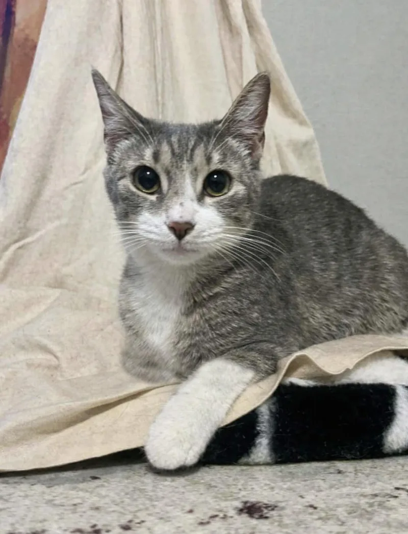 A young medium-sized female Tabby cat named Sweetart for adoption in Gulfport, MS