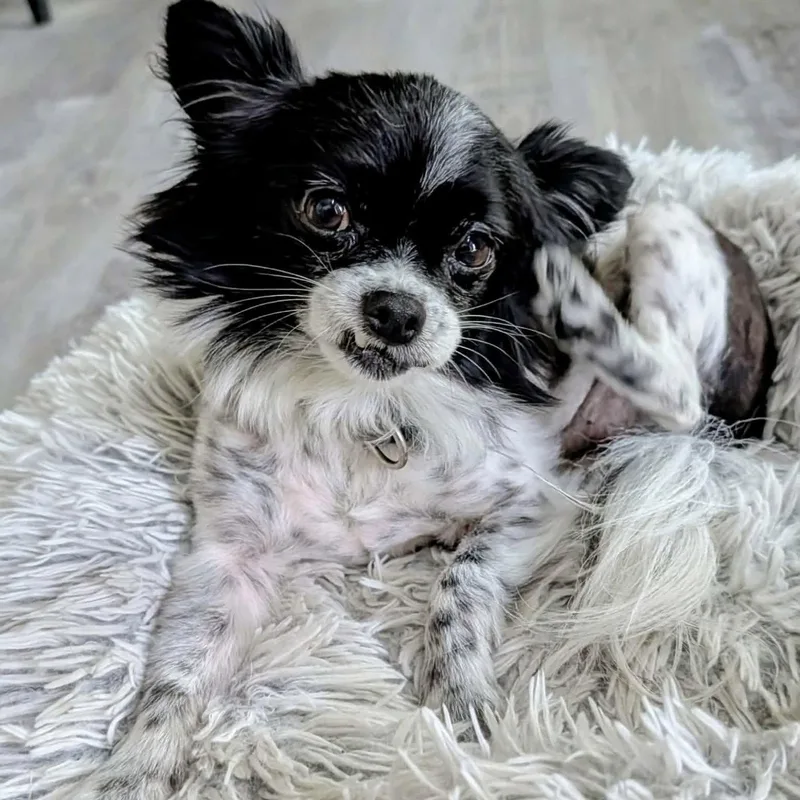 An adult small-sized male Papillon dog named Petey for adoption in Hillsborough , NC