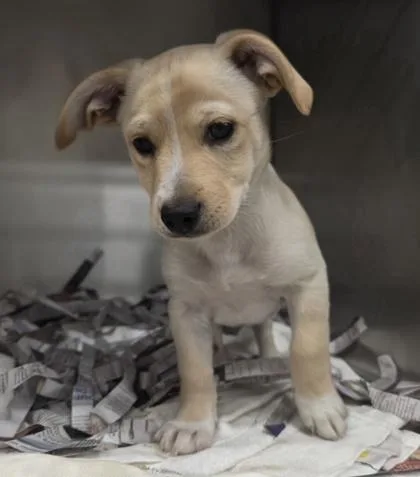 A baby small-sized male Terrier dog named Hans for adoption in Honolulu, HI