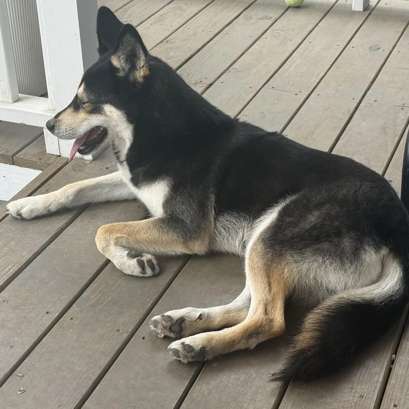 Lucky Bear thumbnail 2