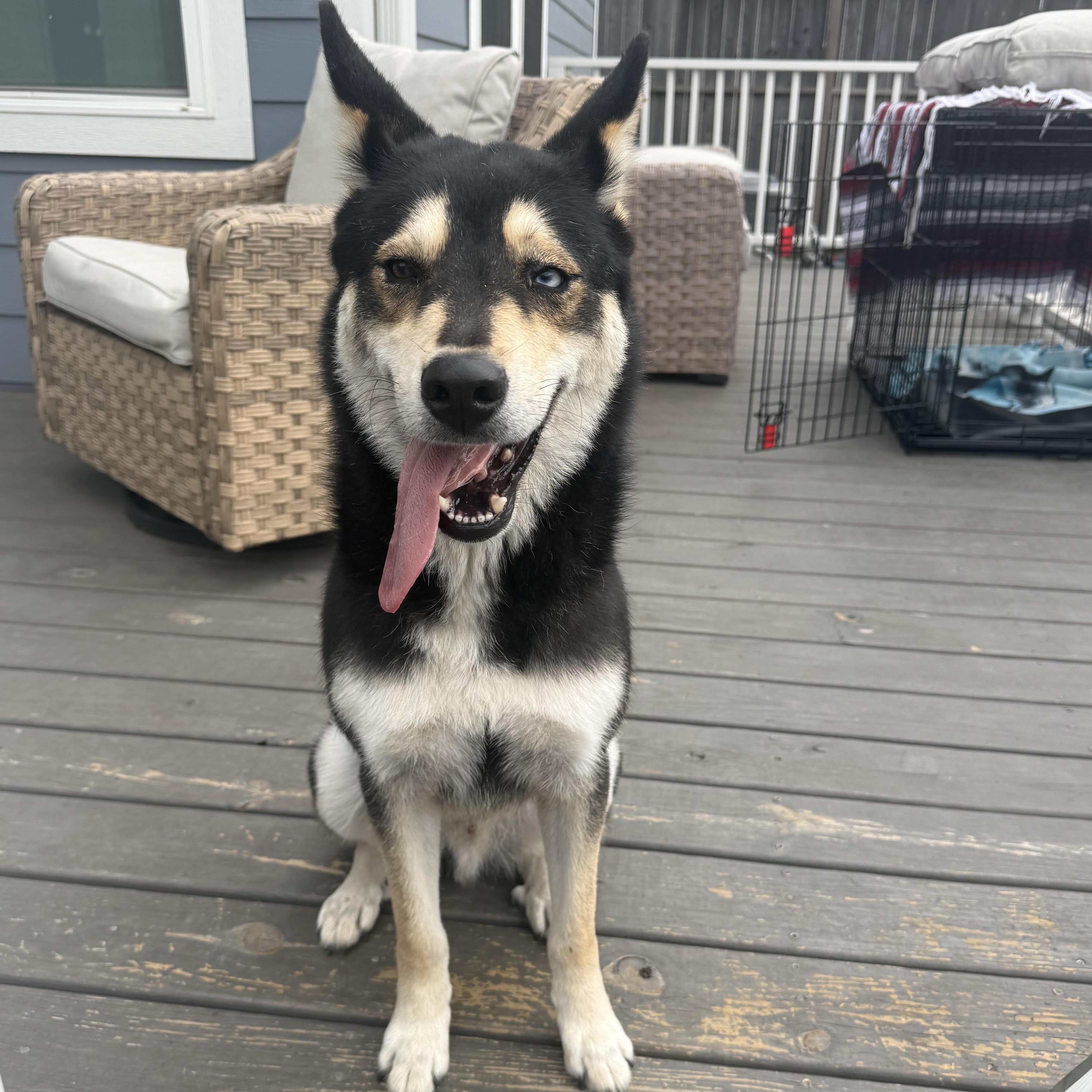 Lucky Bear thumbnail 3