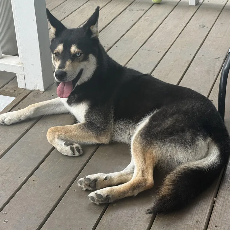 Lucky Bear thumbnail 4