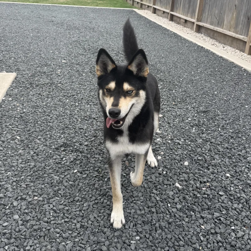 Lucky Bear thumbnail 6