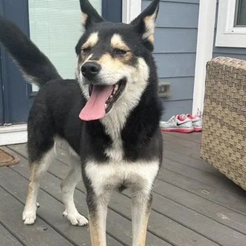 A young medium-sized male Husky dog named Lucky Bear for adoption in Sugar Land, TX