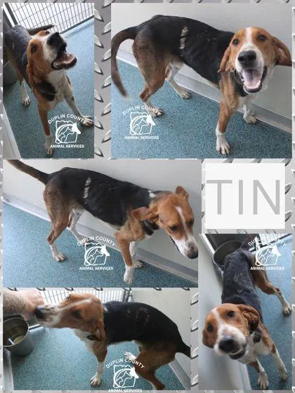 An adult medium-sized male Hound dog named Tin for adoption in Kenansville, NC