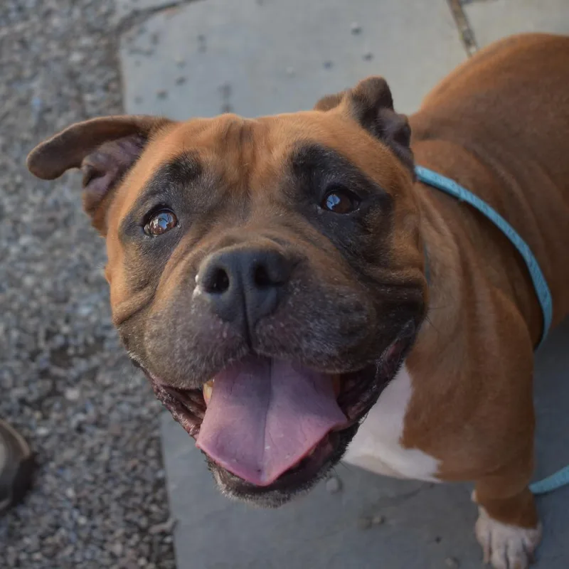 A senior medium-sized female Brown / Chocolate Mixed Breed dog named Lowla for adoption in Fairport, NY