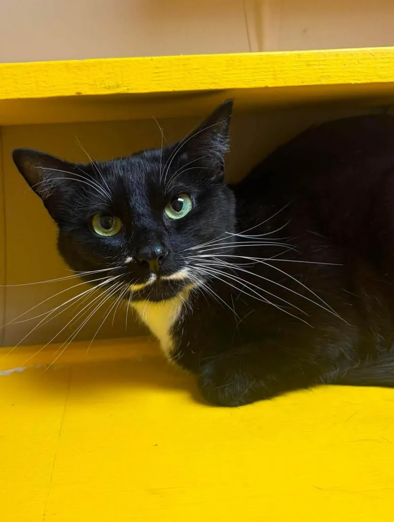 An adult medium-sized female Black & White / Tuxedo Domestic Short Hair cat named Lily Ann for adoption in Maryville, MO