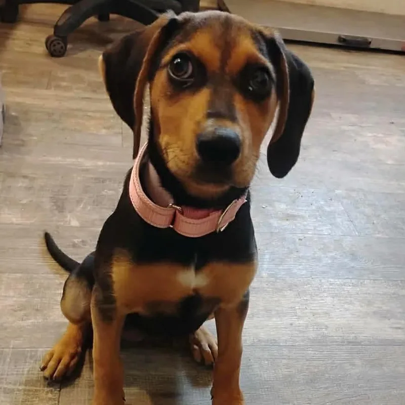 A young medium-sized female Black Hound dog named Whimsey for adoption in Metamora, MI