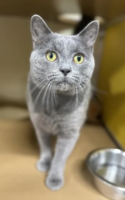 Kodiak Of thumbnail 2