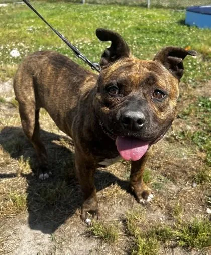 An adult large-sized female Mixed Breed dog named Brooklyn for adoption in West Chester, PA