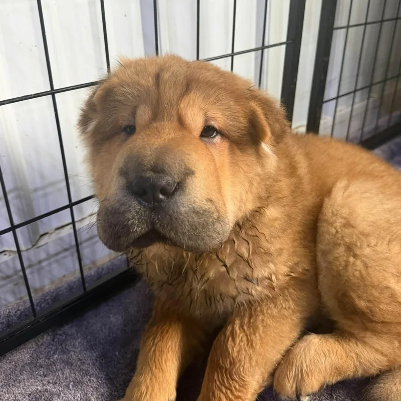 A baby medium-sized male Shar-Pei dog named Louie for adoption in Alma, MI